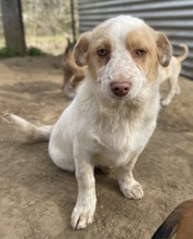 JAKIRO, Hund, Mischlingshund in Berlin - Bild 6
