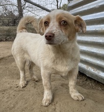 JAKIRO, Hund, Mischlingshund in Berlin - Bild 7