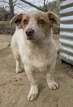 JAKIRO, Hund, Mischlingshund in Berlin - Bild 8