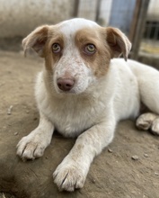 JAKIRO, Hund, Mischlingshund in Berlin - Bild 9