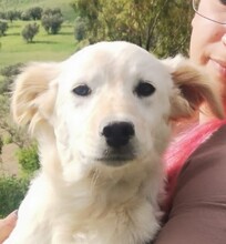 ALFREDINO, Hund, Mischlingshund in Italien - Bild 1
