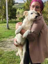 ALFREDINO, Hund, Mischlingshund in Italien - Bild 2