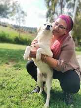 ALFREDINO, Hund, Mischlingshund in Italien - Bild 3