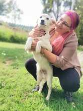 ALFREDINO, Hund, Mischlingshund in Italien - Bild 5