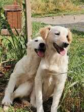 ALFREDINO, Hund, Mischlingshund in Italien - Bild 6