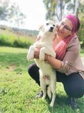 ALFREDINO, Hund, Mischlingshund in Italien - Bild 7