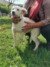 ALFREDINO, Hund, Mischlingshund in Italien - Bild 8