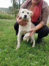 ALFREDINO, Hund, Mischlingshund in Italien - Bild 9