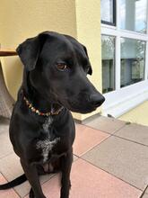EMMA, Hund, Mischlingshund in Bad Herrenalb - Bild 1