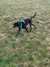 EMMA, Hund, Mischlingshund in Bad Herrenalb - Bild 3
