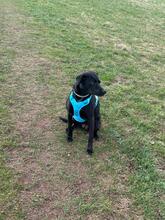 EMMA, Hund, Mischlingshund in Bad Herrenalb - Bild 4