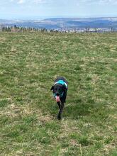EMMA, Hund, Mischlingshund in Bad Herrenalb - Bild 5