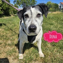 DONA, Hund, Mischlingshund in Framersheim - Bild 1