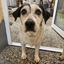 DONA, Hund, Mischlingshund in Framersheim - Bild 2