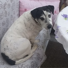 DONA, Hund, Mischlingshund in Framersheim - Bild 3