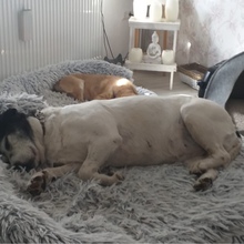 DONA, Hund, Mischlingshund in Framersheim - Bild 4