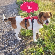 PIPPA, Hund, Beagle-Bracke-Mix in Hockenheim - Bild 1