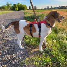 PIPPA, Hund, Beagle-Bracke-Mix in Hockenheim - Bild 2