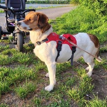 PIPPA, Hund, Beagle-Bracke-Mix in Hockenheim - Bild 3