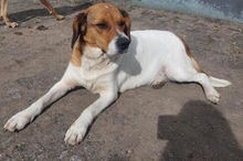 PIPPA, Hund, Beagle-Bracke-Mix in Hockenheim - Bild 4