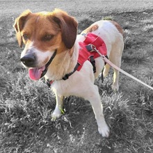PIPPA, Hund, Beagle-Bracke-Mix in Hockenheim - Bild 5