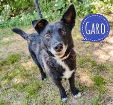 GARO, Hund, Dackel in Hockenheim - Bild 1
