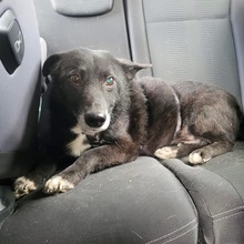GARO, Hund, Dackel in Hockenheim - Bild 2