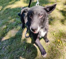 GARO, Hund, Dackel in Hockenheim - Bild 3