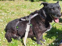 GARO, Hund, Dackel in Hockenheim - Bild 5