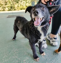 GARO, Hund, Dackel in Hockenheim - Bild 6