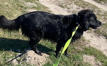 FELICIA, Hund, Mischlingshund in Nennhausen - Bild 10