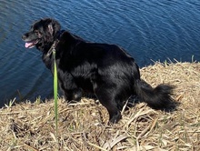 FELICIA, Hund, Mischlingshund in Nennhausen - Bild 11