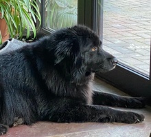 FELICIA, Hund, Mischlingshund in Nennhausen - Bild 12