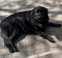 FELICIA, Hund, Mischlingshund in Nennhausen - Bild 2