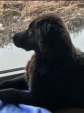 FELICIA, Hund, Mischlingshund in Nennhausen - Bild 3