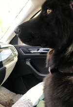 FELICIA, Hund, Mischlingshund in Nennhausen - Bild 5