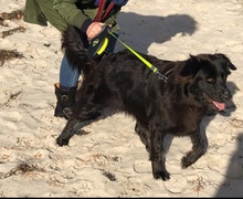 FELICIA, Hund, Mischlingshund in Nennhausen - Bild 7
