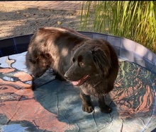 FELICIA, Hund, Mischlingshund in Nennhausen - Bild 8