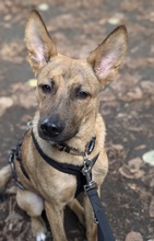 VEILCHEN, Hund, Mischlingshund in Köln - Bild 10