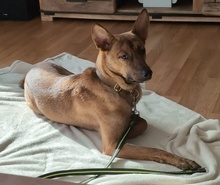 VEILCHEN, Hund, Mischlingshund in Köln - Bild 11