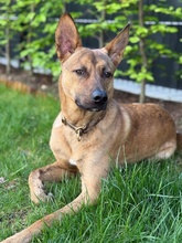 VEILCHEN, Hund, Mischlingshund in Köln - Bild 12