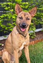 VEILCHEN, Hund, Mischlingshund in Köln - Bild 13