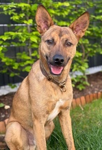 VEILCHEN, Hund, Mischlingshund in Köln - Bild 15