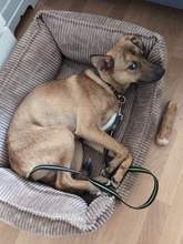 VEILCHEN, Hund, Mischlingshund in Köln - Bild 2