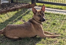 VEILCHEN, Hund, Mischlingshund in Köln - Bild 3