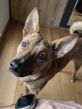 VEILCHEN, Hund, Mischlingshund in Köln - Bild 5