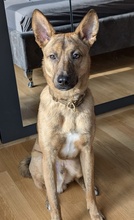 VEILCHEN, Hund, Mischlingshund in Köln - Bild 6