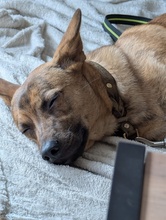 VEILCHEN, Hund, Mischlingshund in Köln - Bild 7