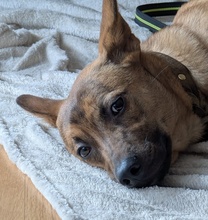VEILCHEN, Hund, Mischlingshund in Köln - Bild 8