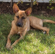 VEILCHEN, Hund, Mischlingshund in Köln - Bild 9